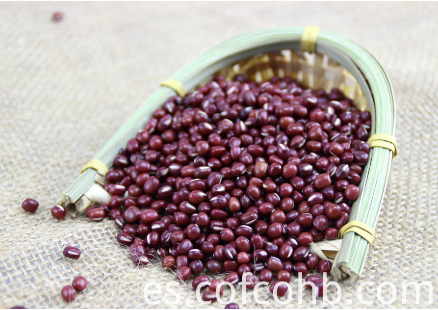 Frijol rojo Red Bean